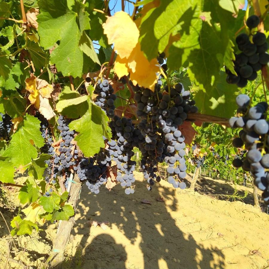 La Giribaldina Winery & Farmhouse Calamandrana Zewnętrze zdjęcie