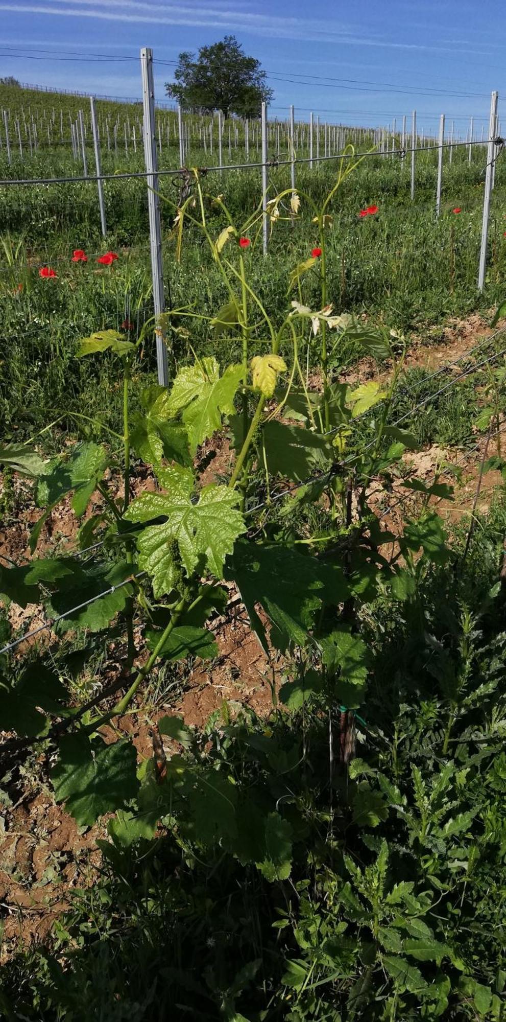 La Giribaldina Winery & Farmhouse Calamandrana Zewnętrze zdjęcie