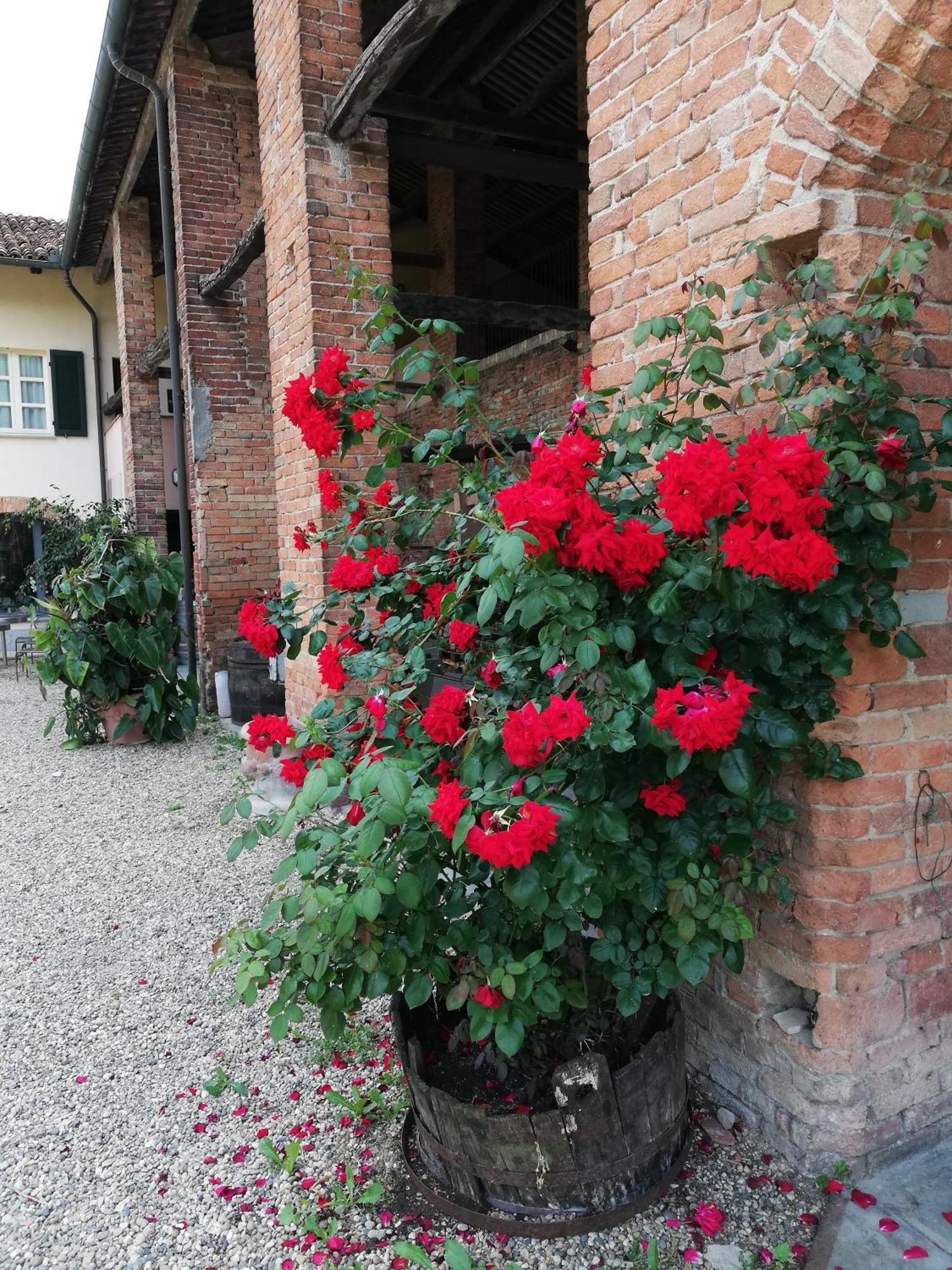 La Giribaldina Winery & Farmhouse Calamandrana Zewnętrze zdjęcie
