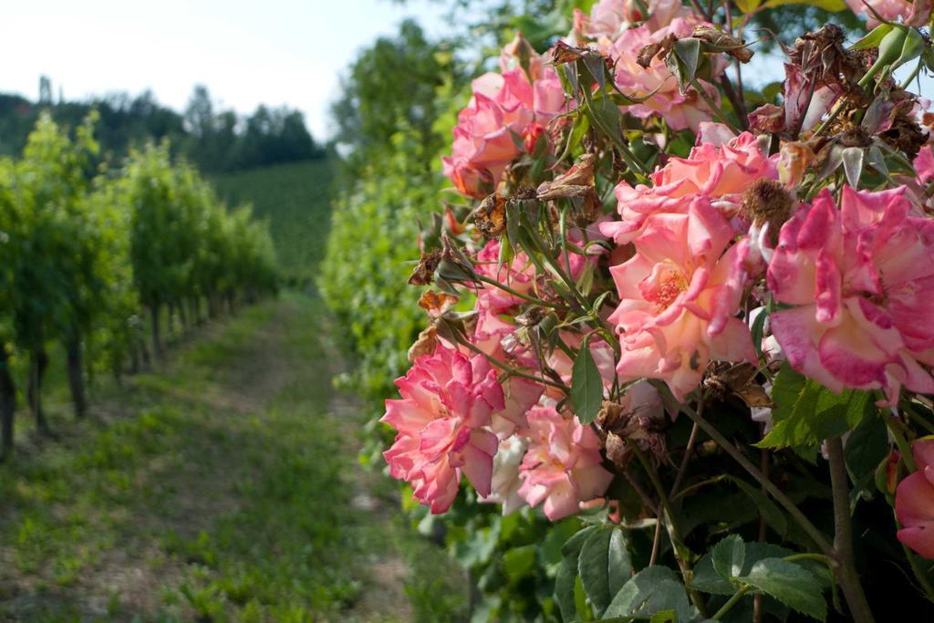 La Giribaldina Winery & Farmhouse Calamandrana Zewnętrze zdjęcie